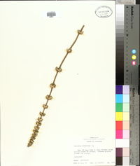 Leonurus sibiricus image