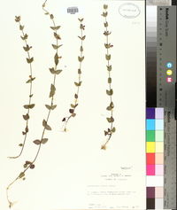 Scutellaria parvula image