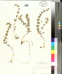 Scutellaria parvula image