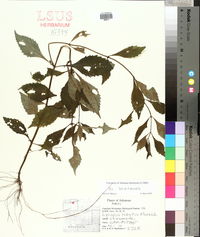 Lycopus rubellus image