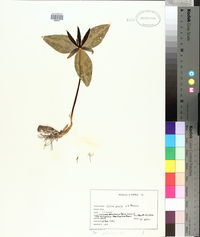 Trillium gracile image