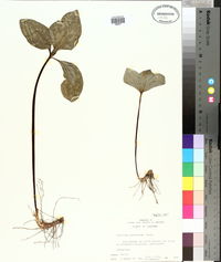 Trillium recurvatum image