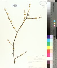 Forestiera acuminata image