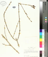 Forestiera acuminata image