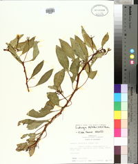 Ludwigia peploides image