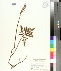 Sceptridium biternatum image