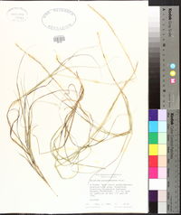 Aristida purpurascens image