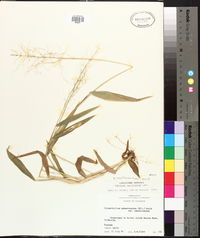 Dichanthelium laxiflorum image