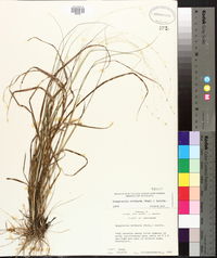 Eragrostis refracta image