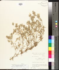 Eragrostis reptans image