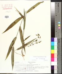 Chasmanthium latifolium image