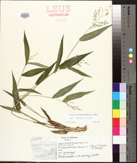 Dichanthelium boscii image