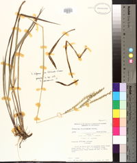 Paspalum floridanum image