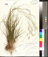 Poa autumnalis image