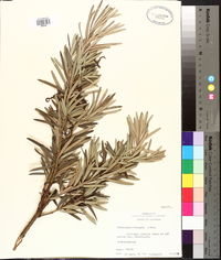 Podocarpus elongatus image