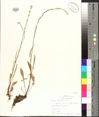 Rumex hastatulus image