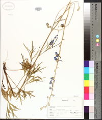 Delphinium carolinianum image