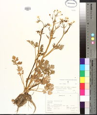 Ranunculus sardous image