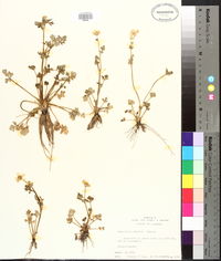 Ranunculus sardous image