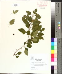 Crataegus brachyacantha image