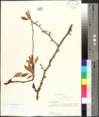 Crataegus opaca image