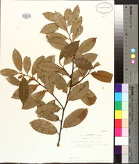 Prunus caroliniana image