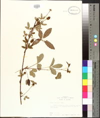 Rubus trivialis image