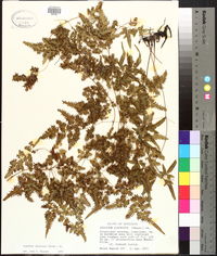 Lygodium japonicum image