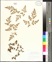 Lygodium japonicum image