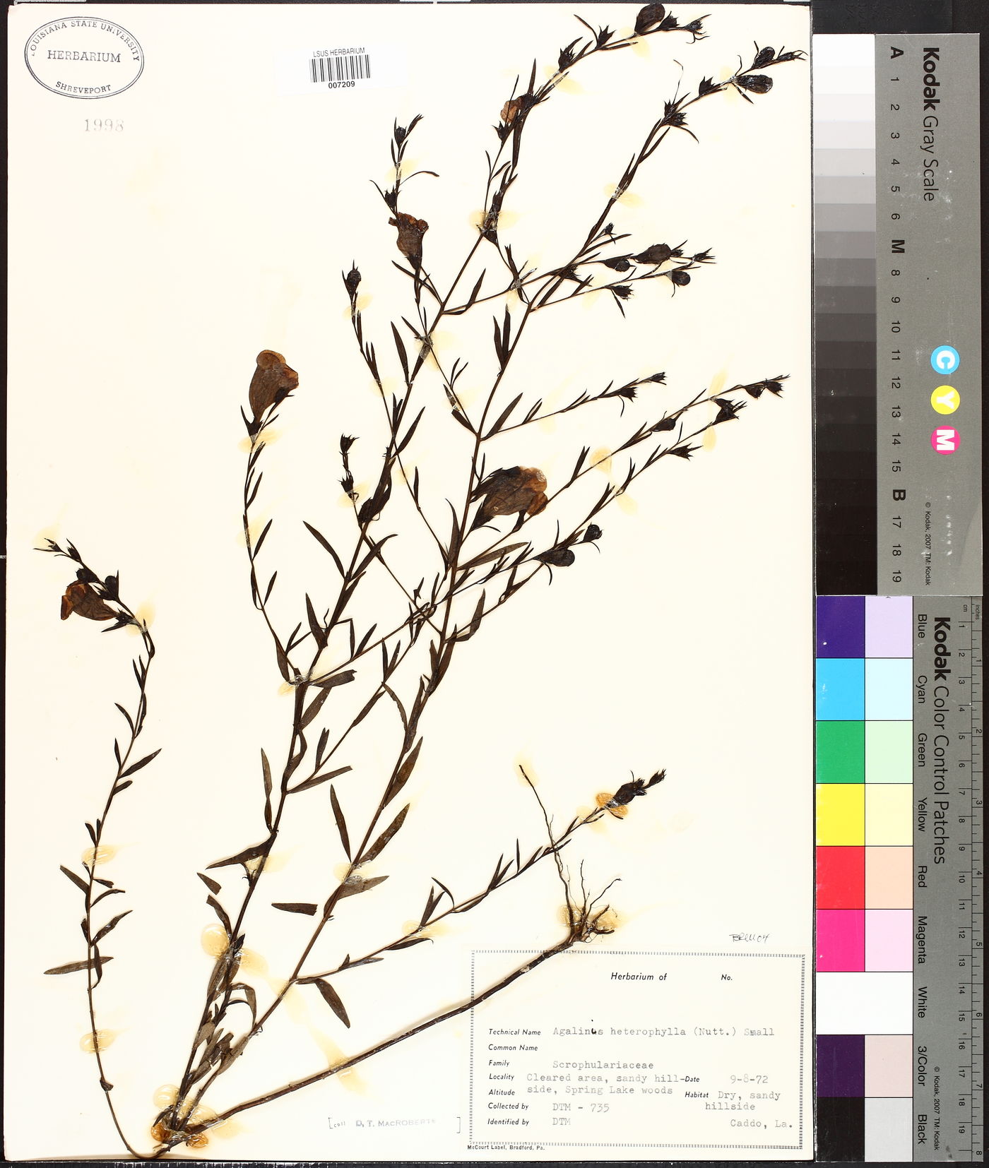 Agalinis heterophylla image