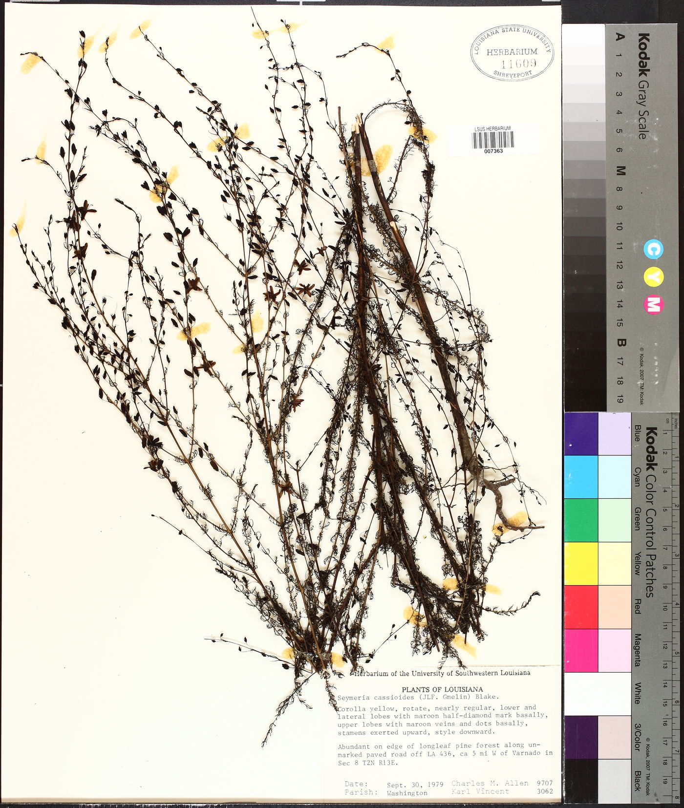 Seymeria cassioides image