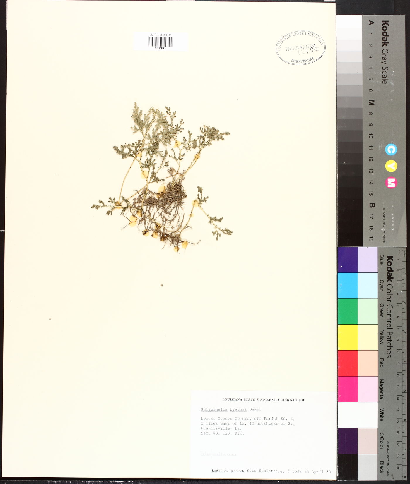 Selaginella braunii image