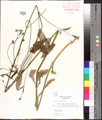 Verbena brasiliensis image