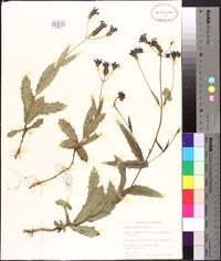 Verbena rigida image