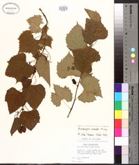 Ampelopsis cordata image