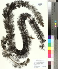 Myriophyllum heterophyllum image