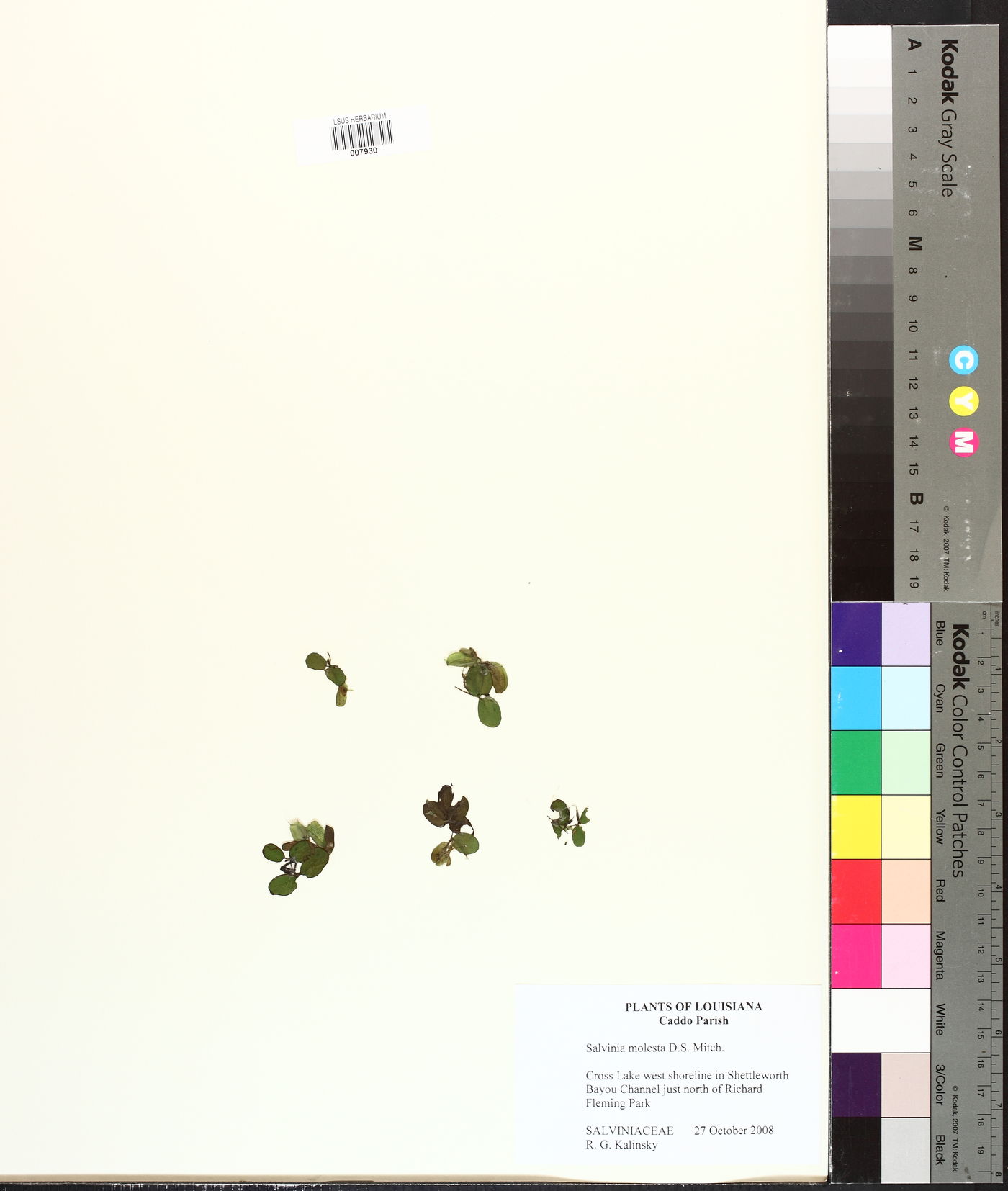 Salvinia molesta image