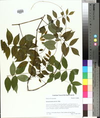 Wisteria frutescens image