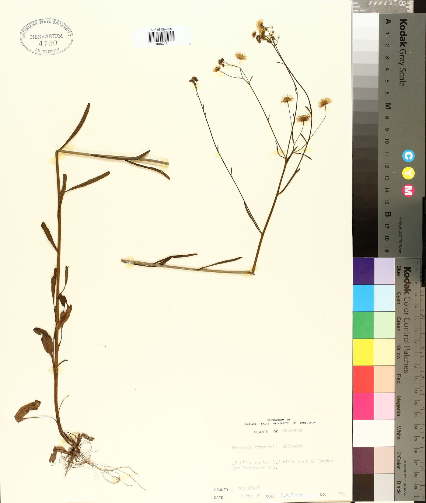 Erigeron traversii image