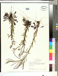 Borodinia missouriensis image