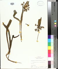 Tradescantia ernestiana image