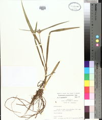 Tradescantia hirsutiflora image