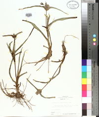 Tradescantia hirsutiflora image