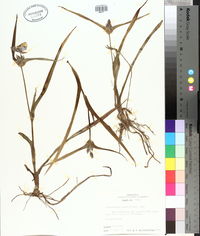 Tradescantia hirsutiflora image