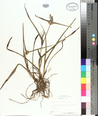 Tradescantia hirsutiflora image