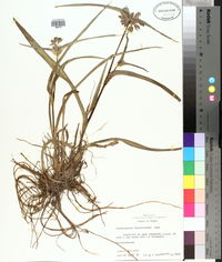 Tradescantia hirsutiflora image