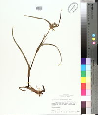 Tradescantia hirsutiflora image