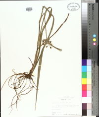 Tradescantia hirsutiflora image