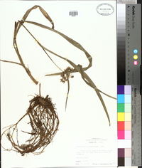 Tradescantia hirsutiflora image