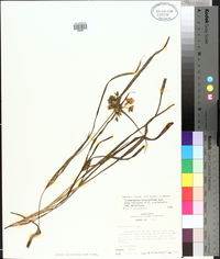 Tradescantia hirsutiflora image